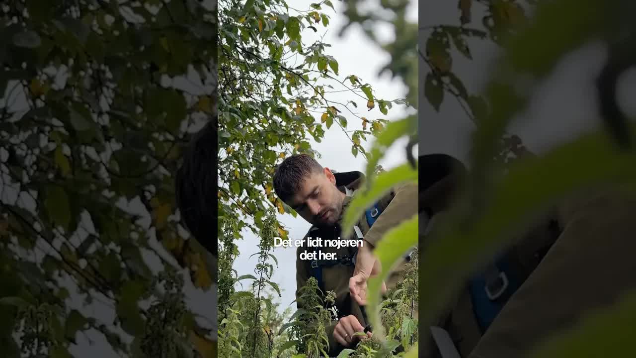 Sådan laver du te af brændenælder i naturen