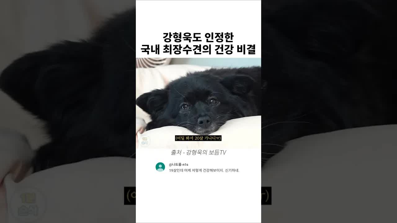 국내 최장수견의 건강 비결