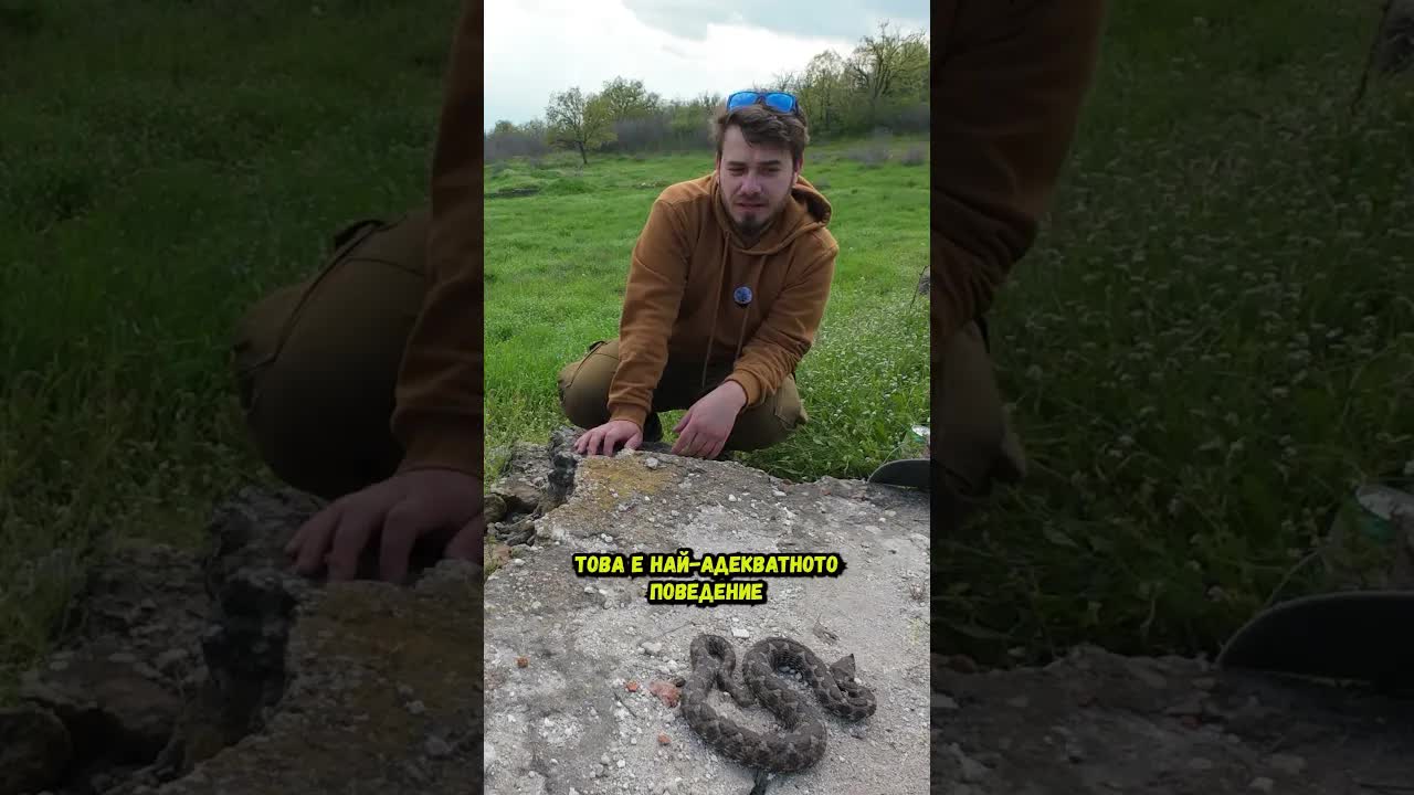 Поведение на пепелянка в природата