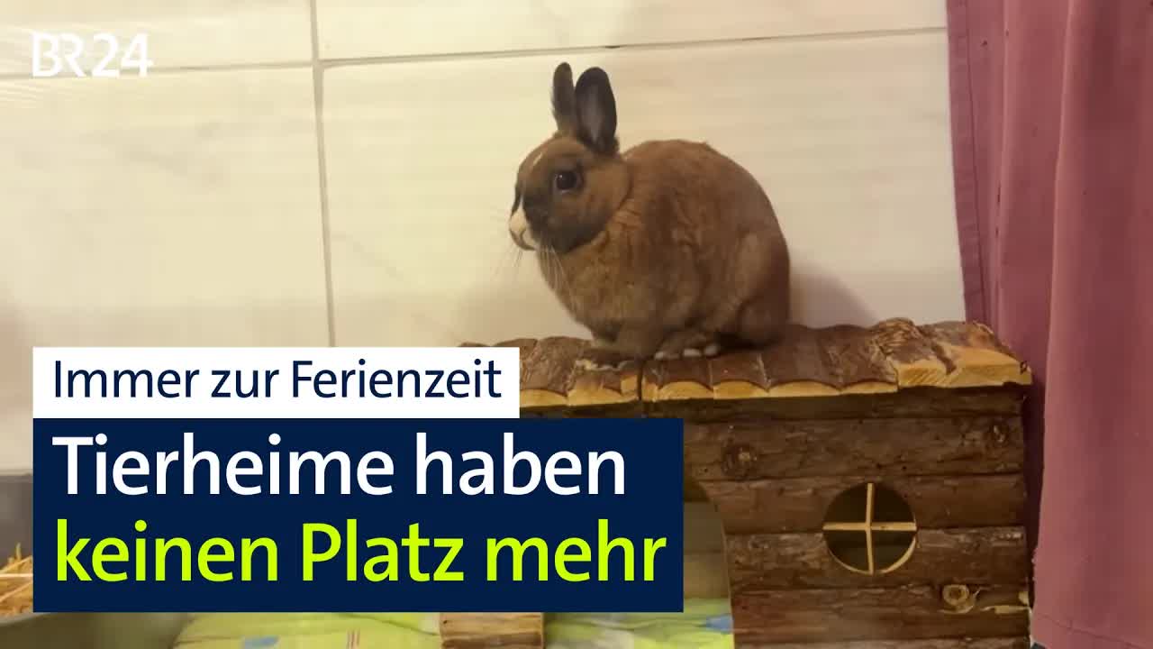 Überfüllte Tierheime in der Urlaubszeit