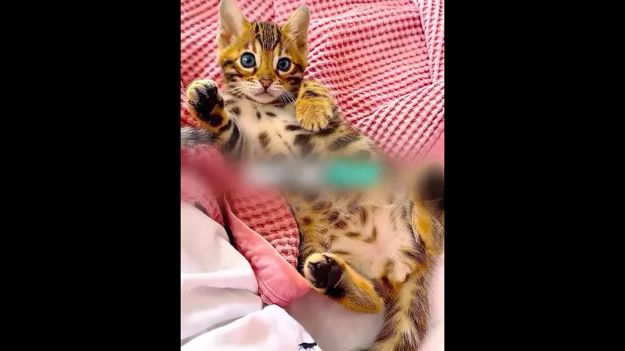 رجل ينقذ بسة صغيرة ثم يكتشف حقيقتها النادرة