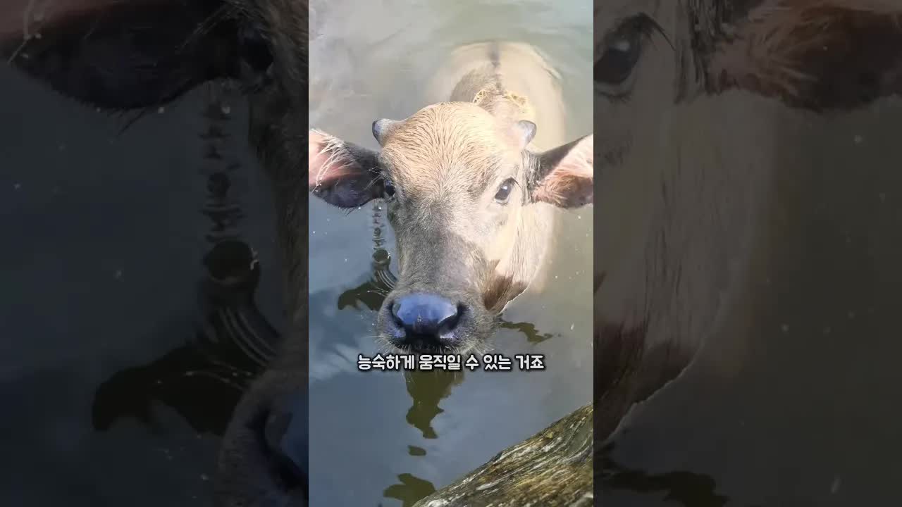 물소가 물소인 이유와 수영 실력