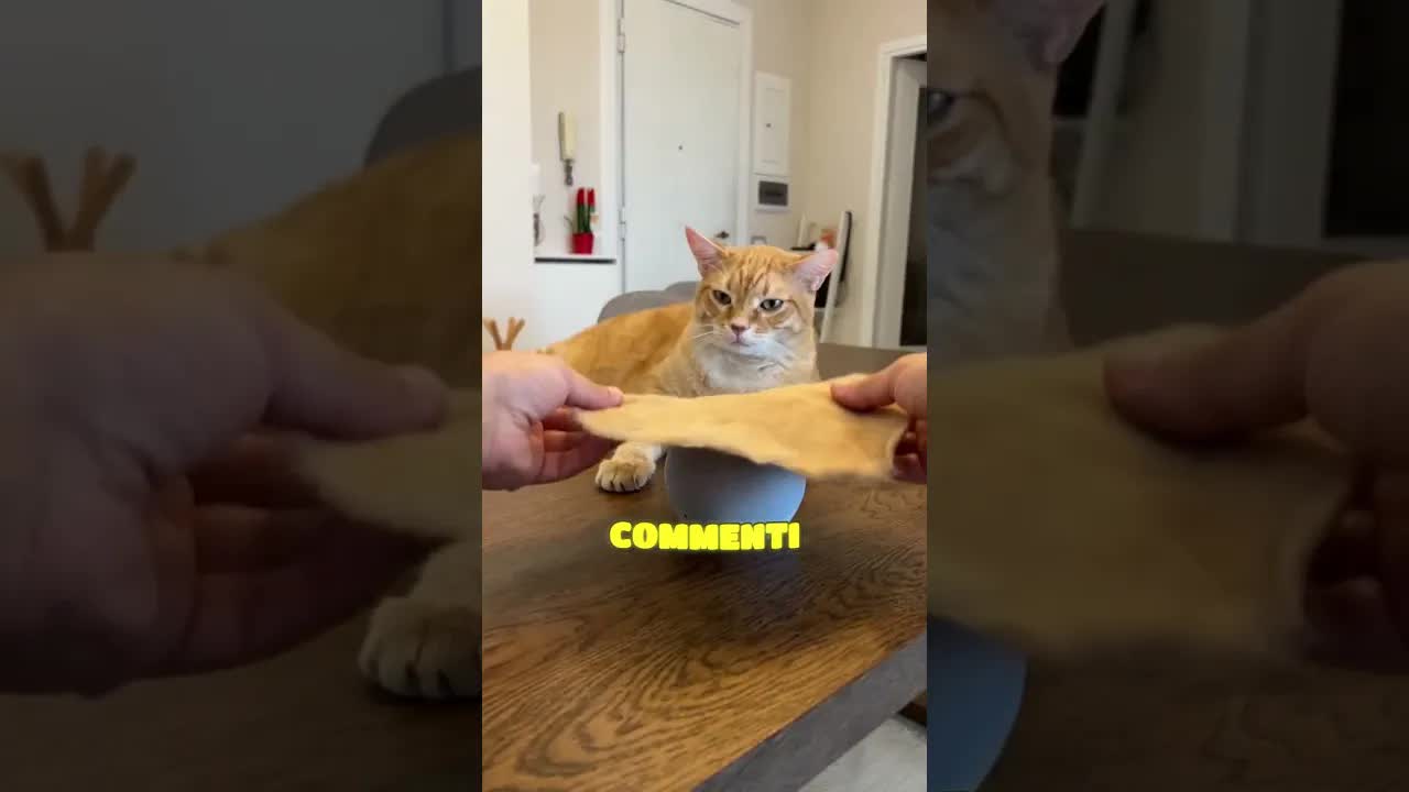 Trasforma il pelo del gatto in giocattoli