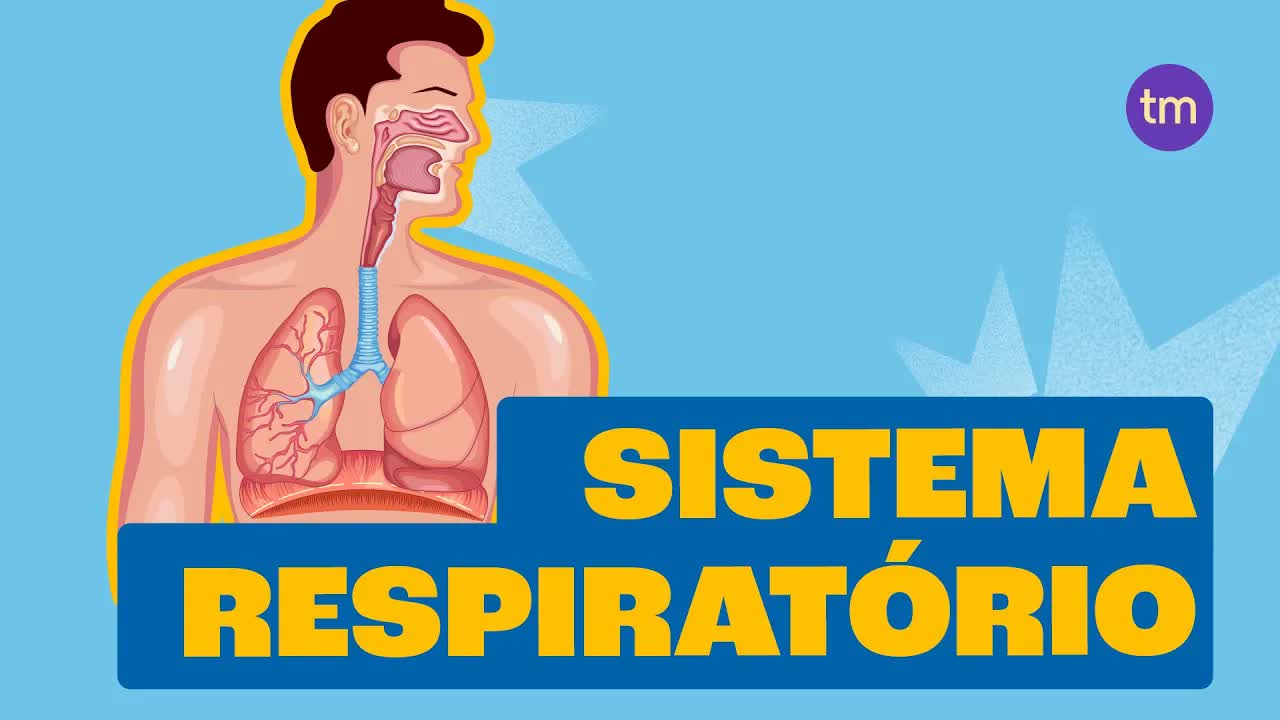 Como funciona o sistema respiratório
