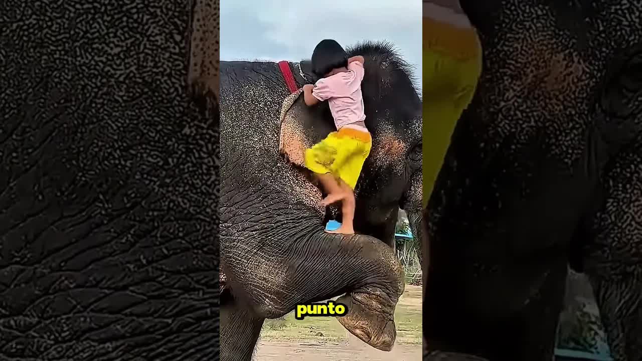 Elefante ayuda a chica pero olvida su recompensa