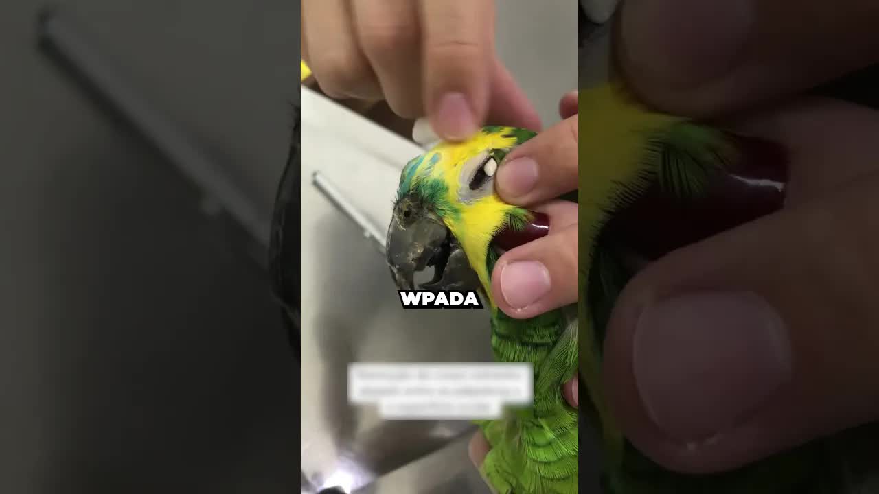 Nasiono w oku papugi i szybka pomoc