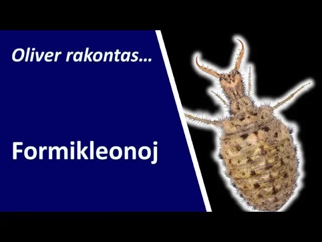 Observado de formikleonoj en la sablo