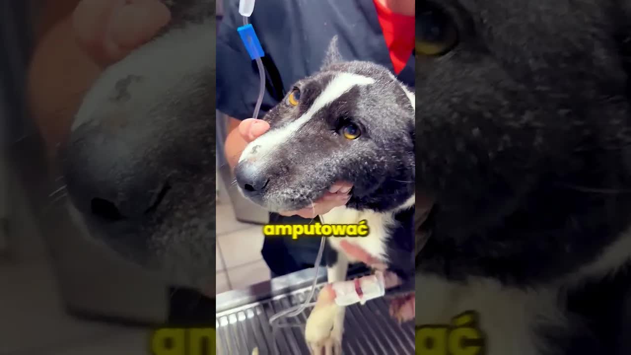 Mercedes pomógł pieskowi po wypadku