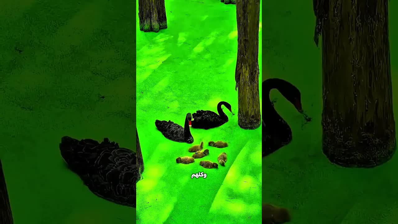 حط الكاميرا جوه وردة فيها شوك وشوف اللي حصل