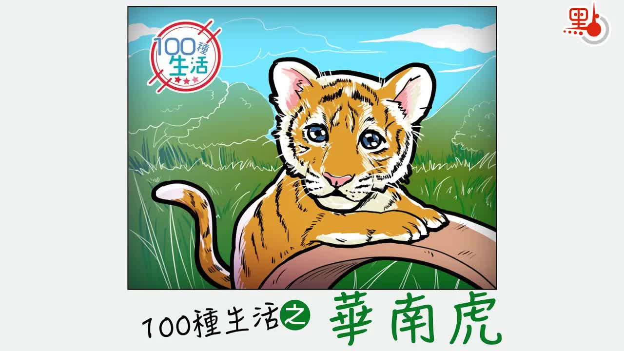 华南虎宝宝的成长与保育故事