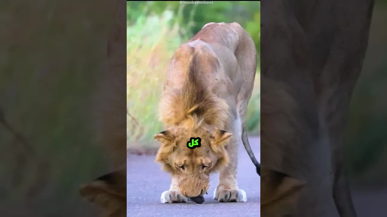 الأسد ينقذ كائنًا صغيرًا على الطريق