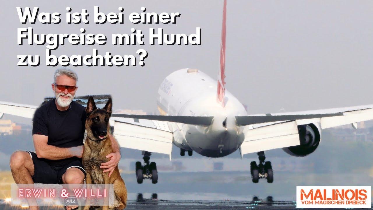 Flugreise mit Hund: Worauf muss man achten?