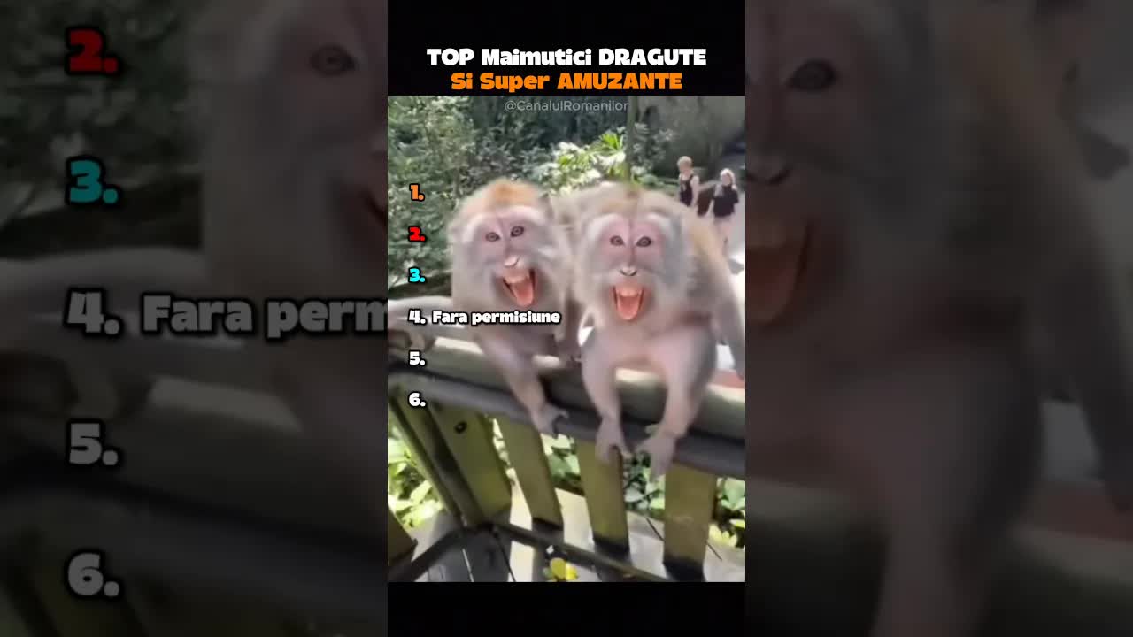 Maimuțe drăguțe și amuzante