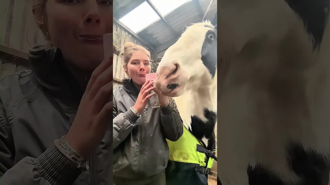 Je goûte une friandise pour cheval à la cerise