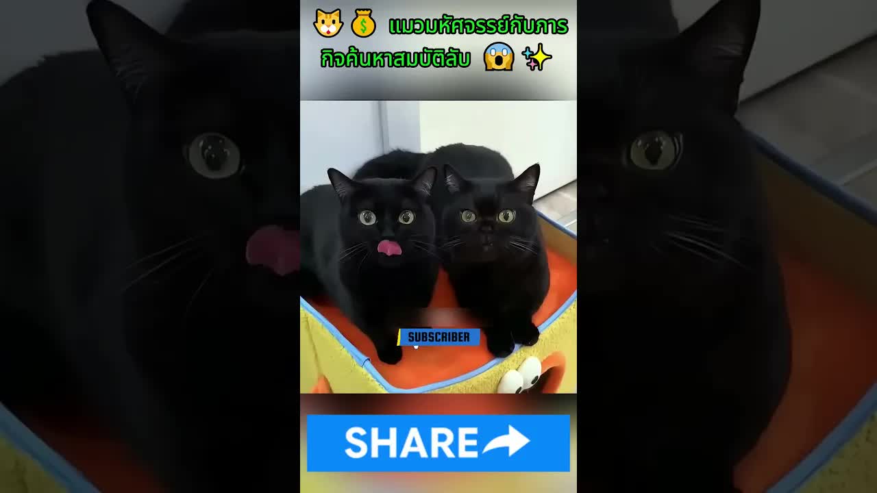 แมววิเศษค้นพบสมบัติล้ำค่า