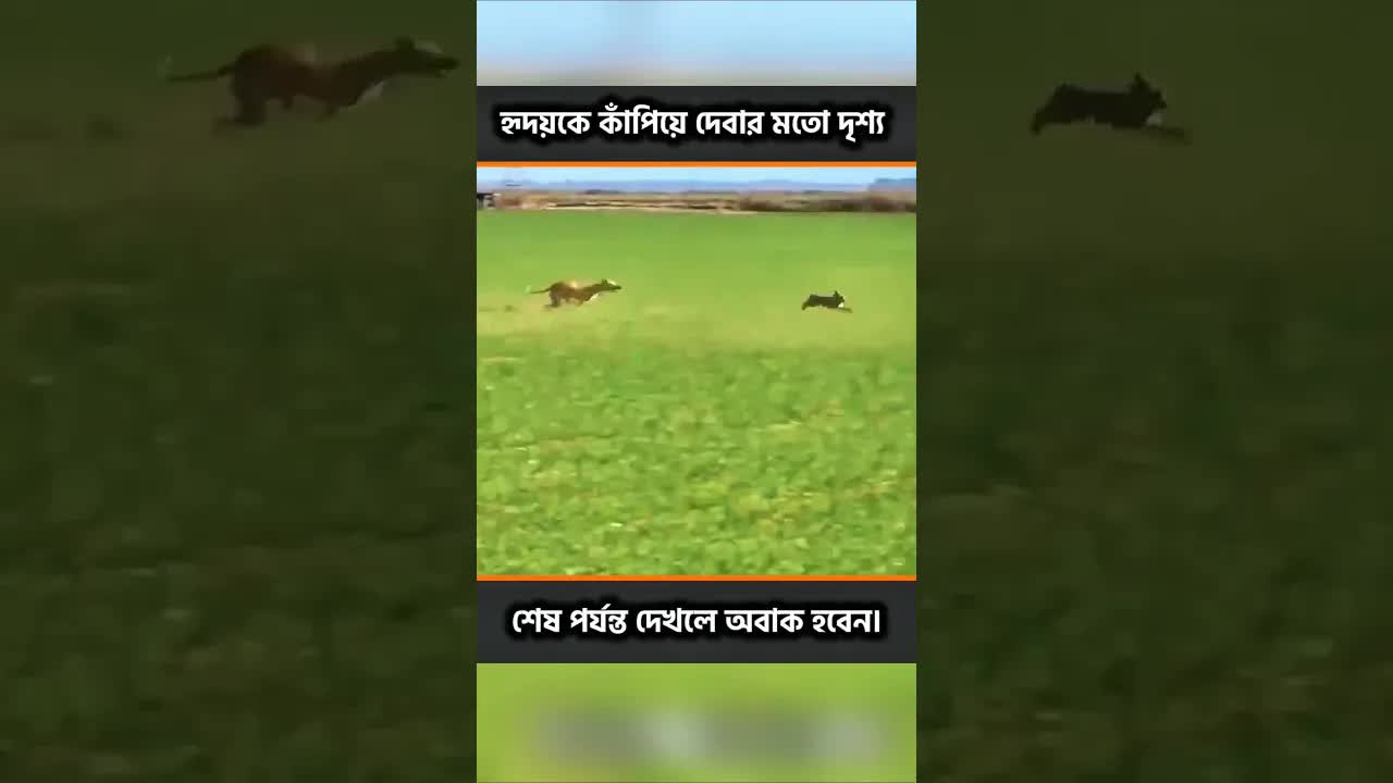 ড্রোনে ধরা খরগোশ আর শিকারি কুকুরের লড়াই