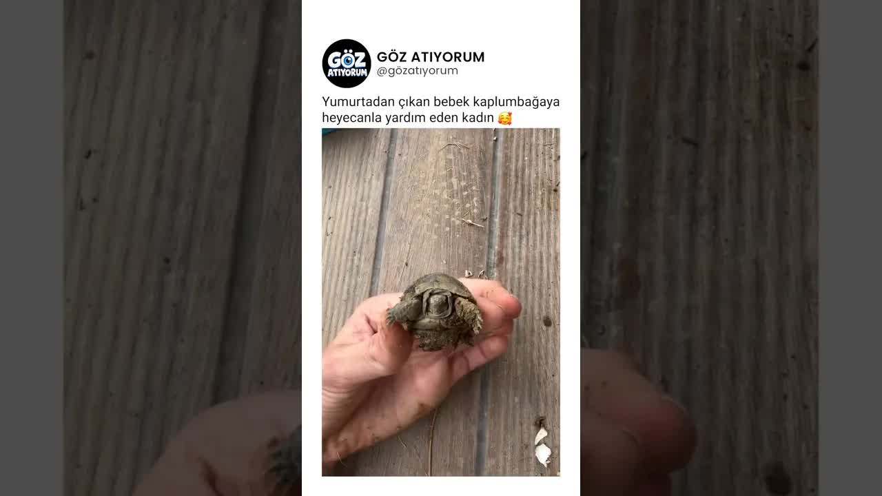 Yumurtadan Çıkan Kaplumbağa Yavrusuna Yardım