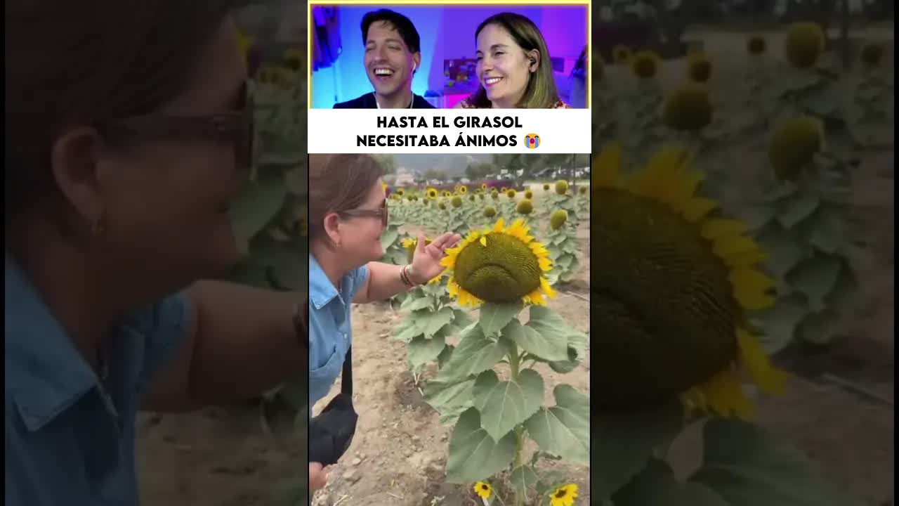 Señora consuela al girasol triste del campo