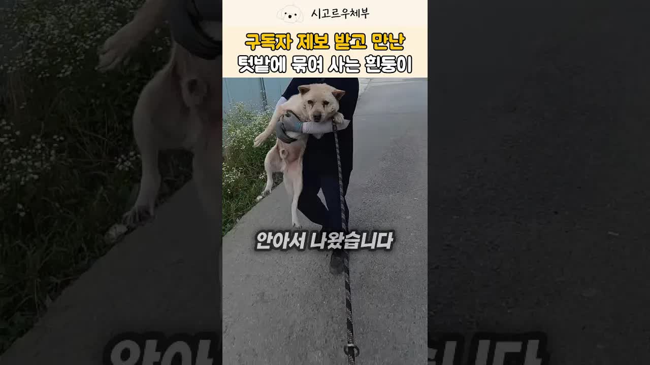 첫 산책하는 시골개의 감동적인 변화