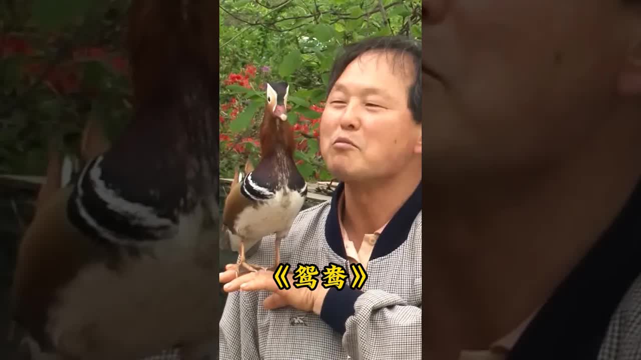 大叔与鸳鸯的奇妙缘分