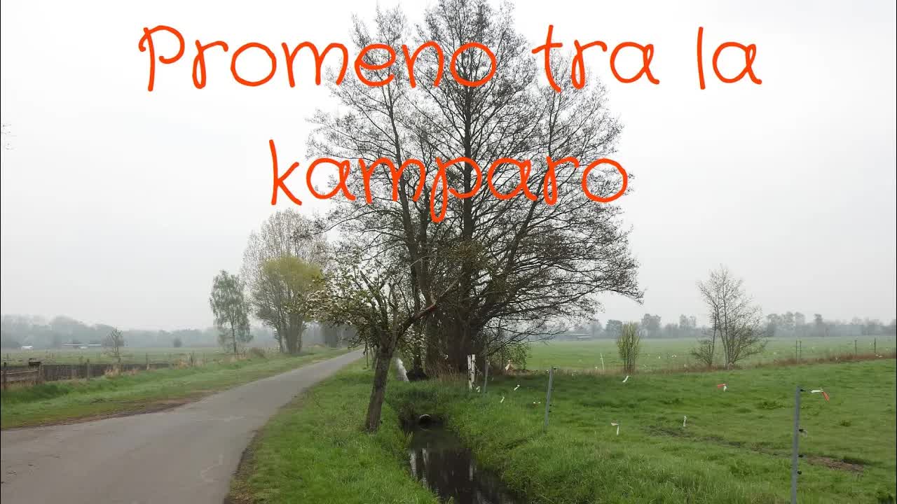 Ĝemelaj ŝafidoj dum Paska Promenado