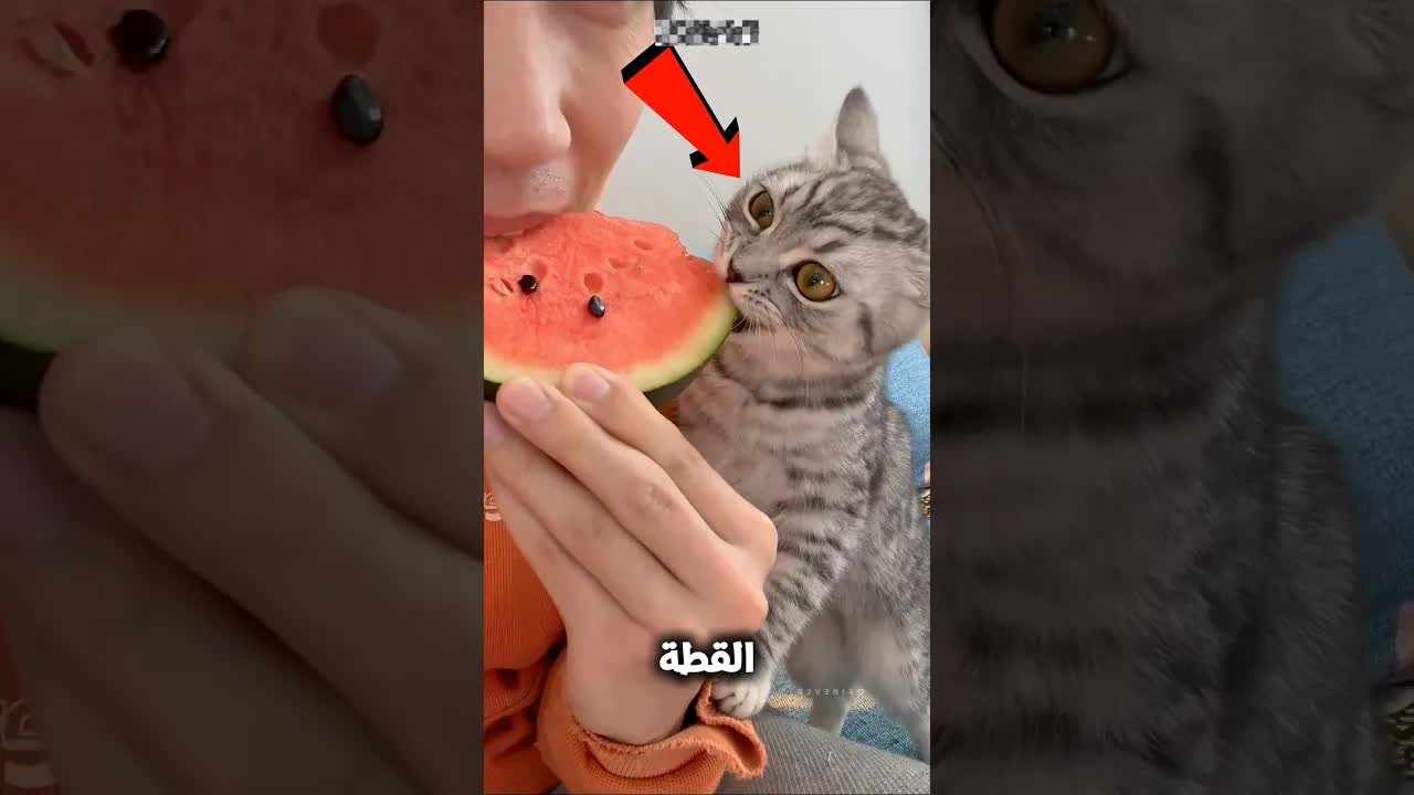 قطه تشارك صاحبها الأكل وتلحس الشاشة
