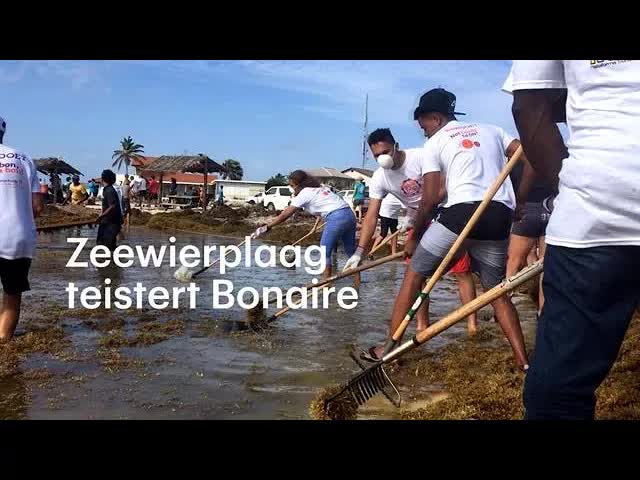 Bonaire vecht tegen gevaarlijke zeewierplaag
