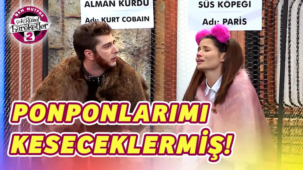 Kedi ve Papağan Sahiplenme Komedisi