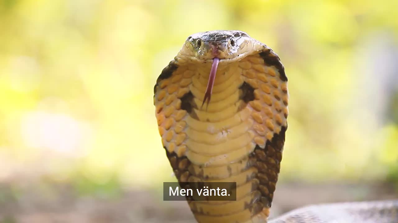 Prästens lilla krocka och bastubygge
