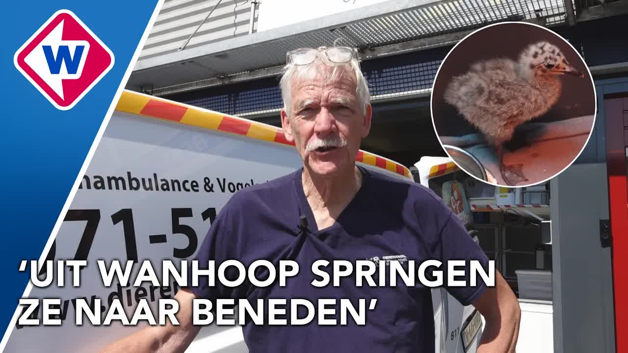 Dierenambulance redt meeuwen door hitte