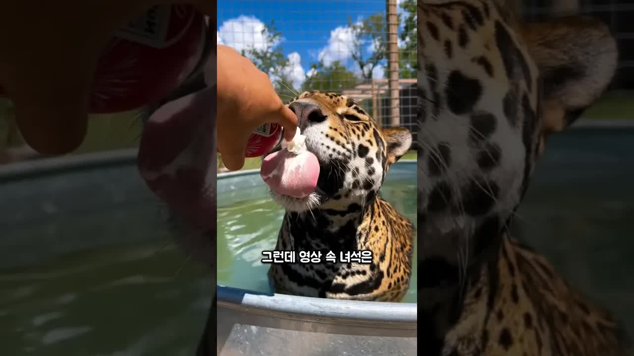 재규어의 놀라운 이중생활