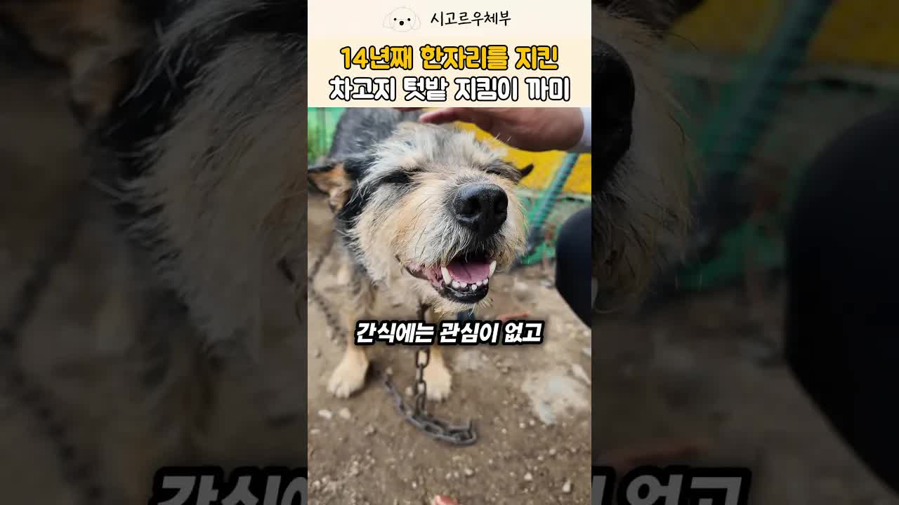 14년째 텃밭을 지키는 강아지 까미의 새 집 만들기