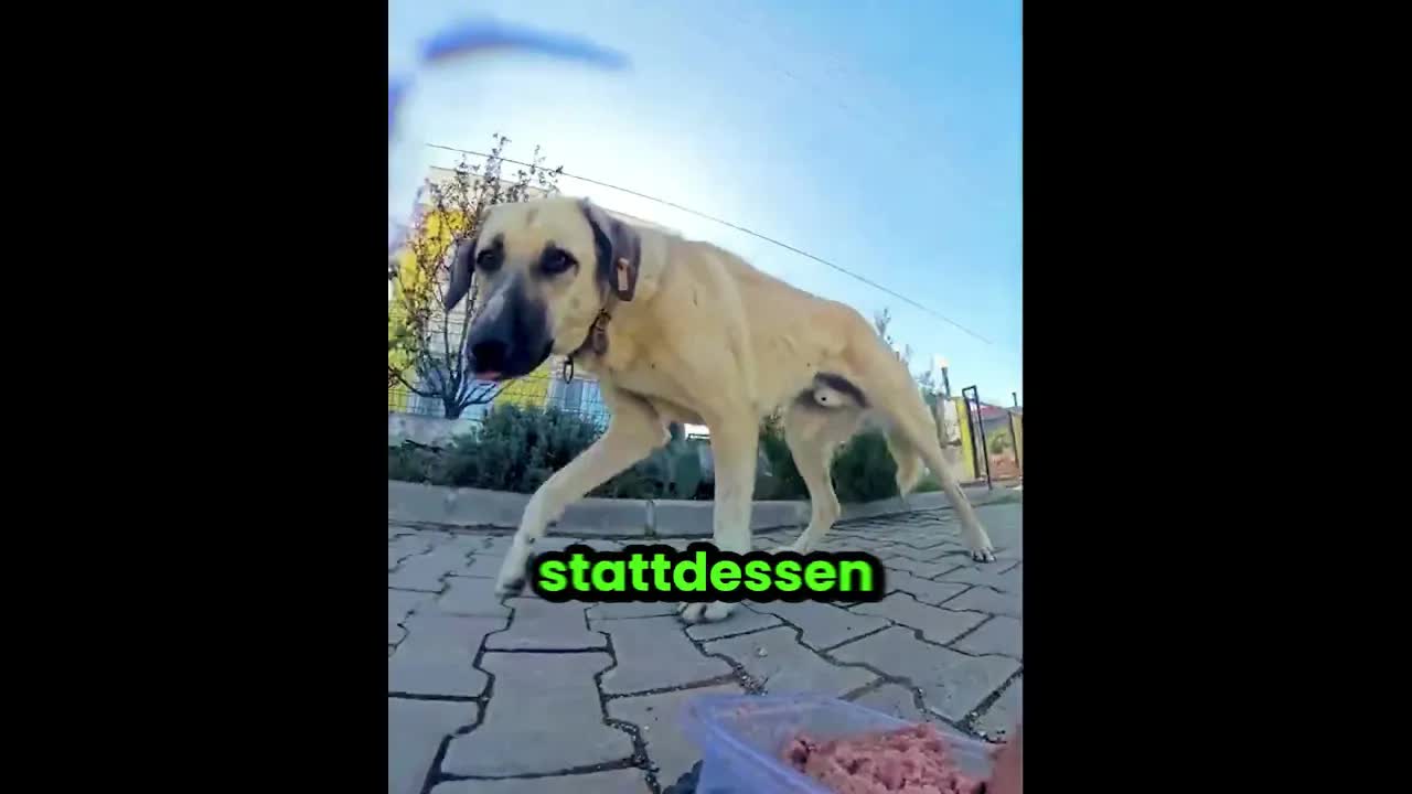 Hund untersucht ferngesteuertes Auto vor dem Fressen