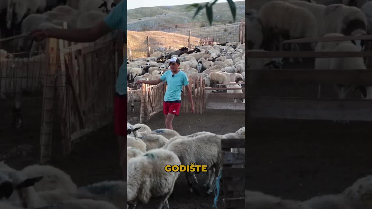 Mladi stočar gradi uspeh na farmi u Nevesinju