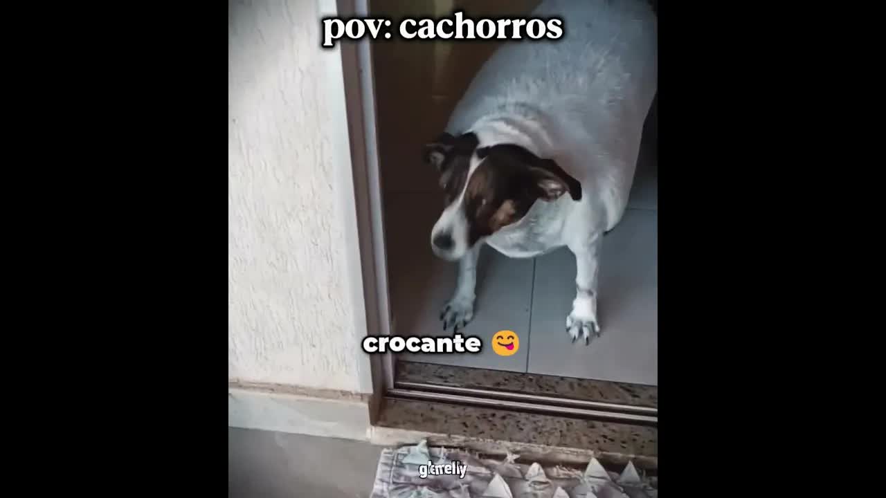 Reações engraçadas de cachorros felizes