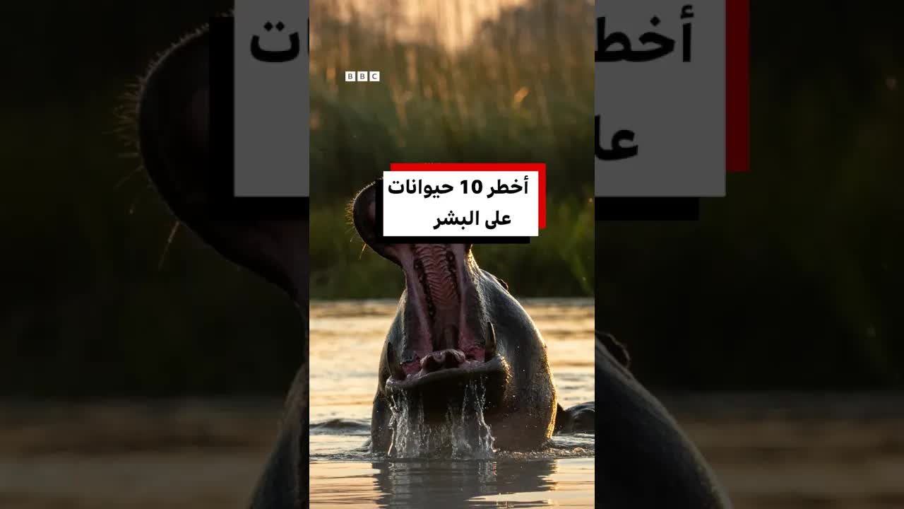 أخطَر 10 حيوانات على البشر