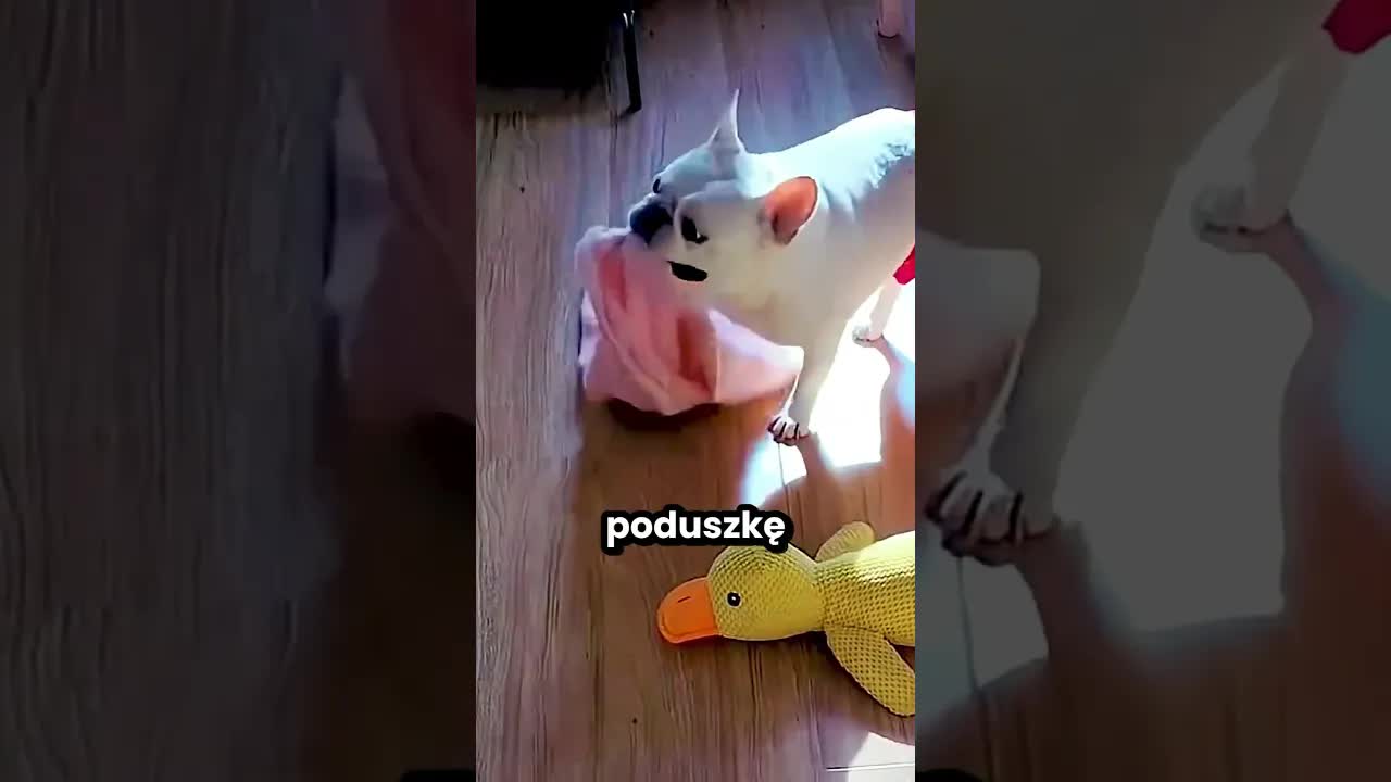 Pies kocha się opalać na słońcu