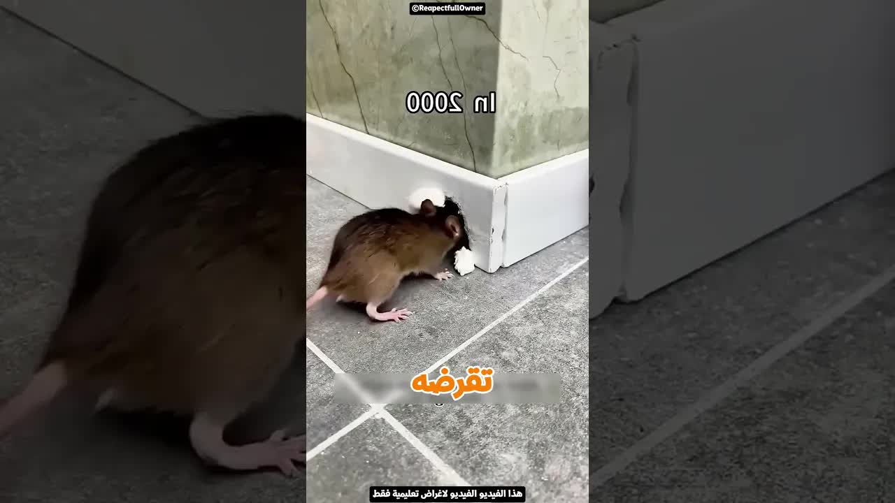 أغرب طريقة لسد جحور الفيران في الصين