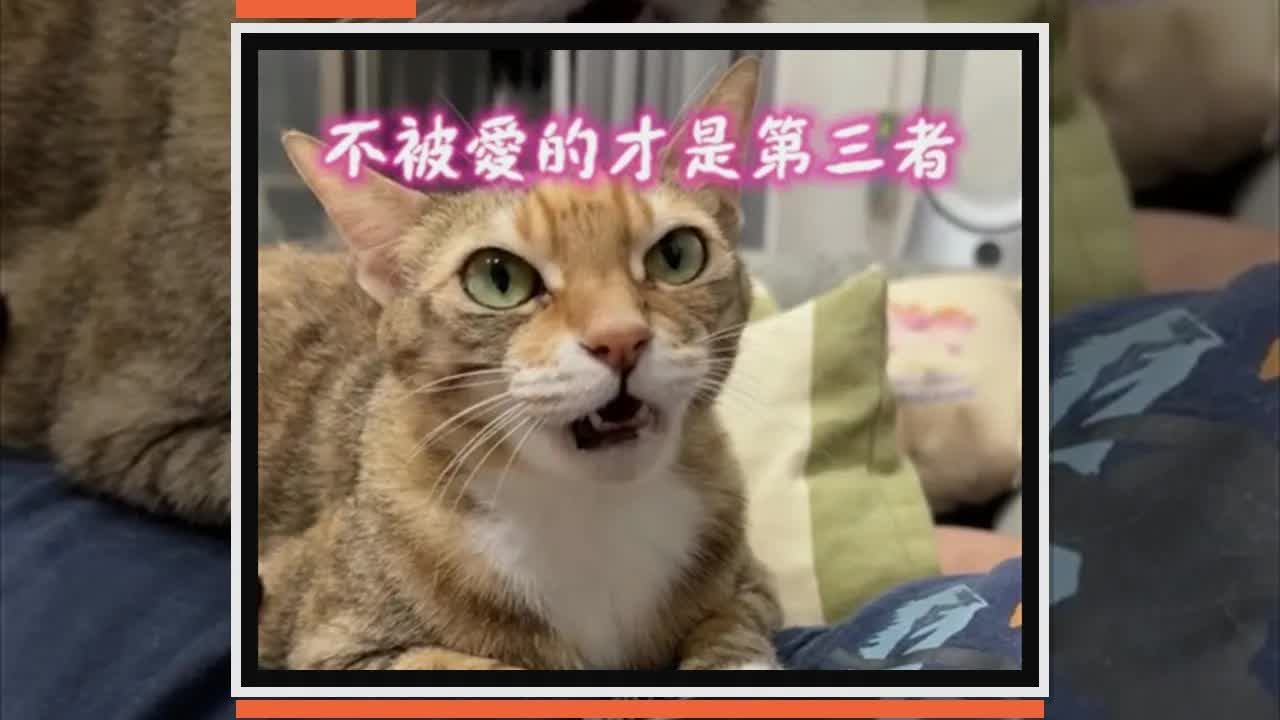 問貓咪喜歡爸爸還是媽媽