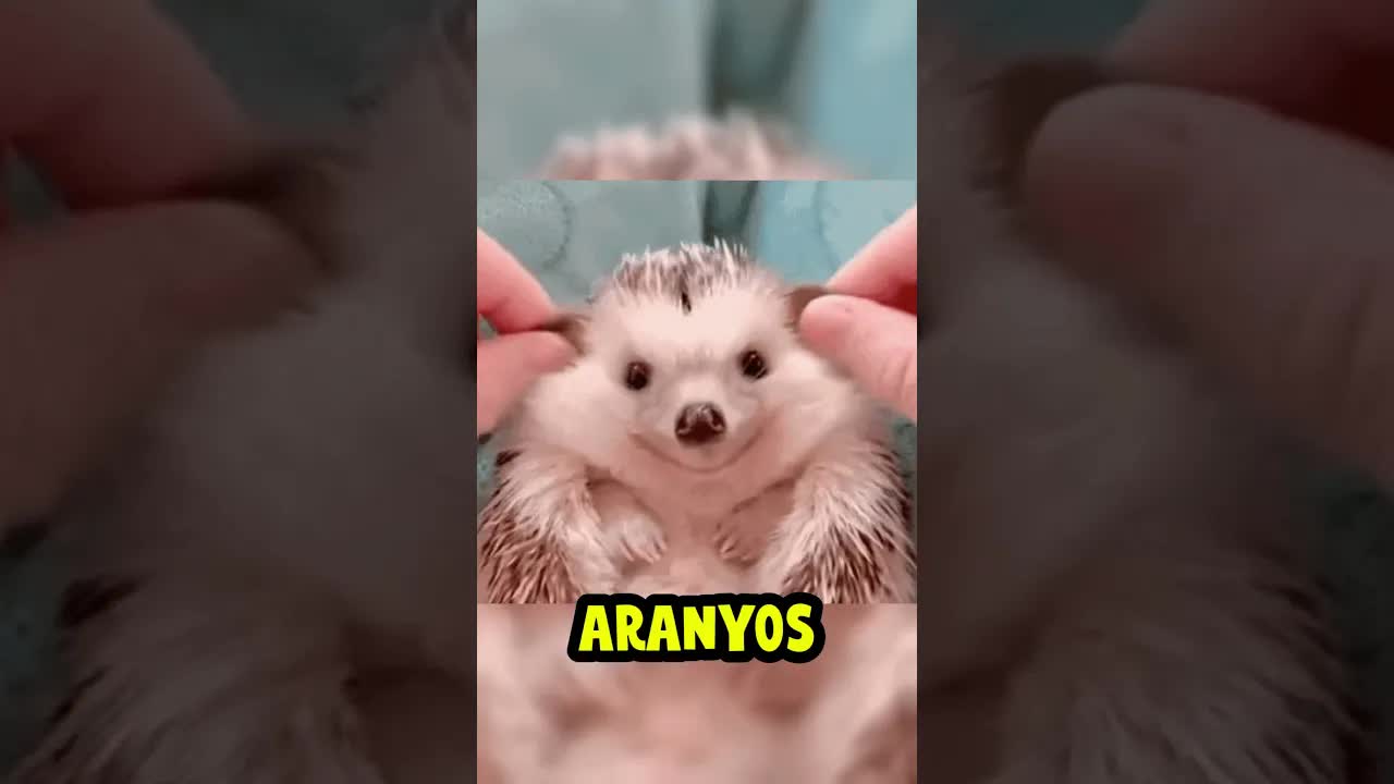 A méh ürüléke nem méz, hanem széklet
