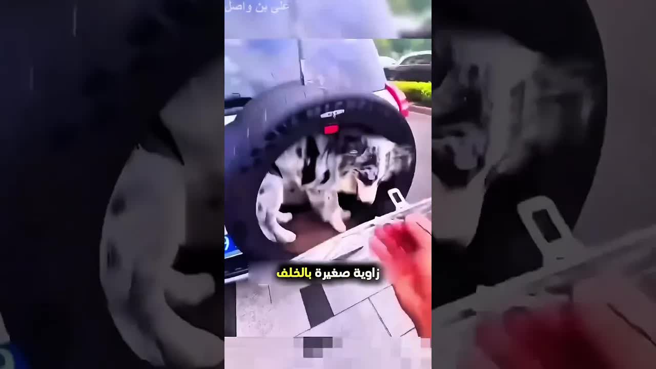 يريد أن يلعب مع كلبه بطريقة رائعة