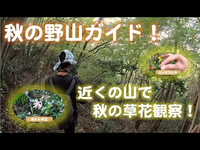 秋の山で野草と生き物を観察