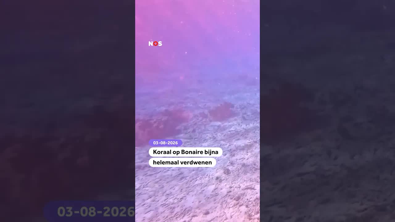 Koraal op Bonaire verdwijnt door opwarming van de zee