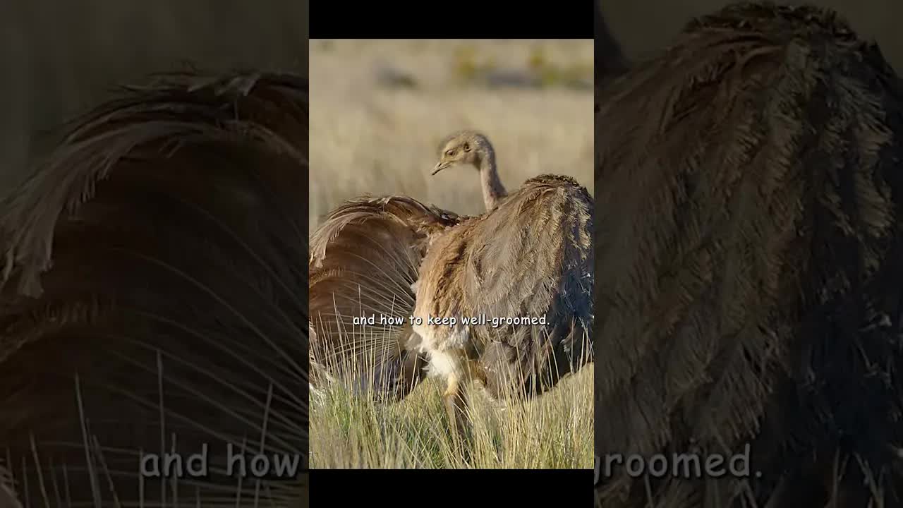 Super dad rhea raises and adopts many chicks