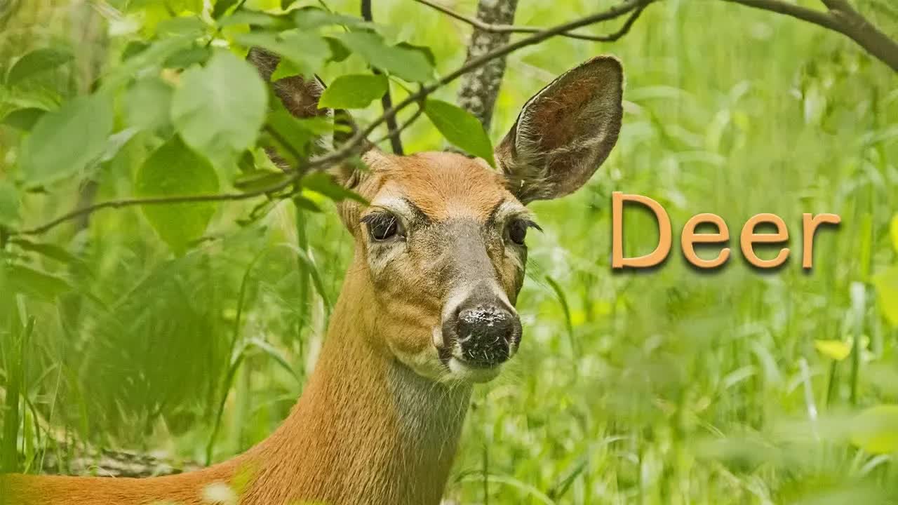 EasyRead Nature Stories: Deer Facts