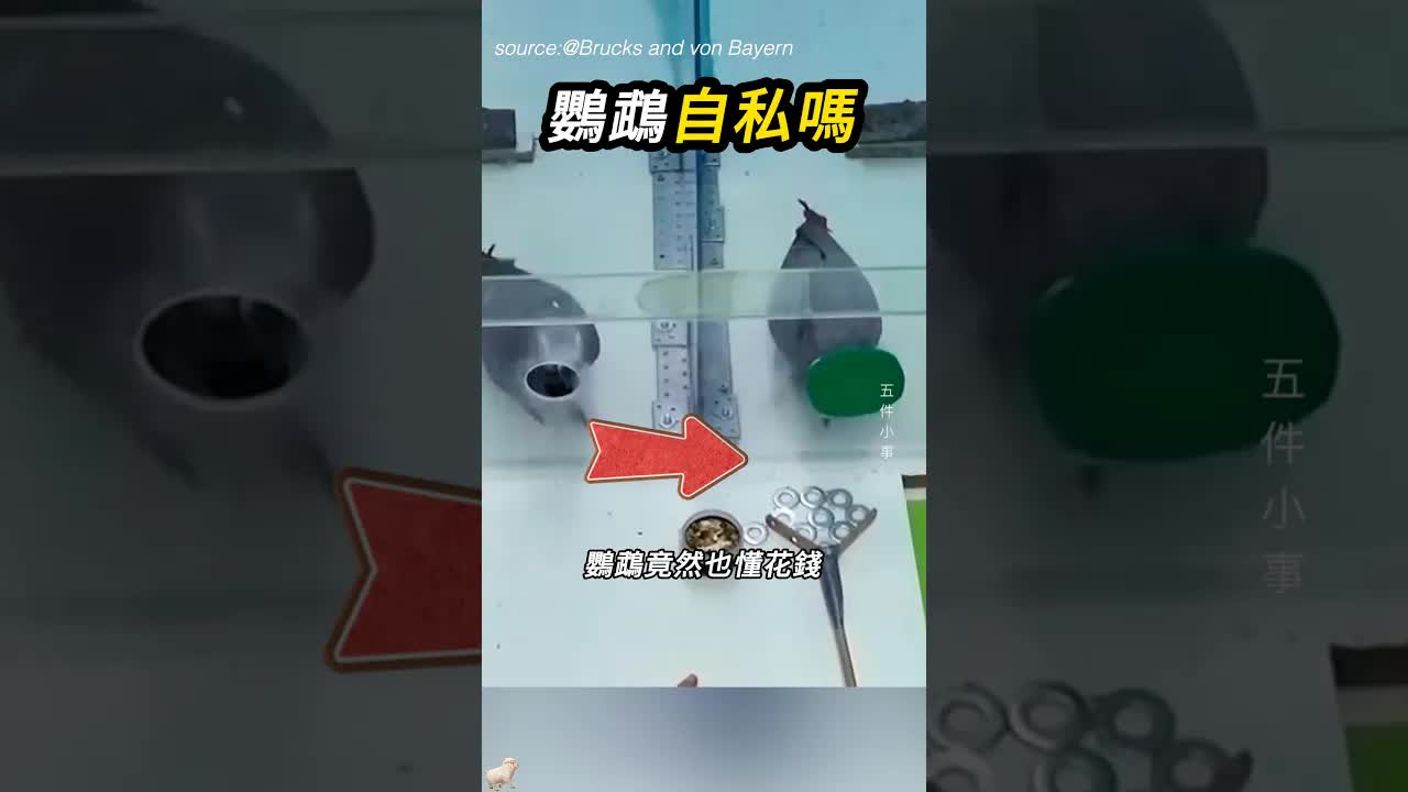鸚鵡展現公平行為
