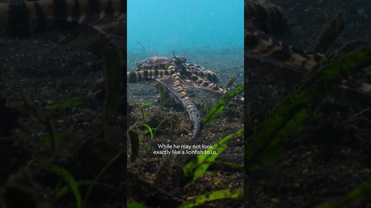 How The Mimic Octopus Uses Camouflage To Survive