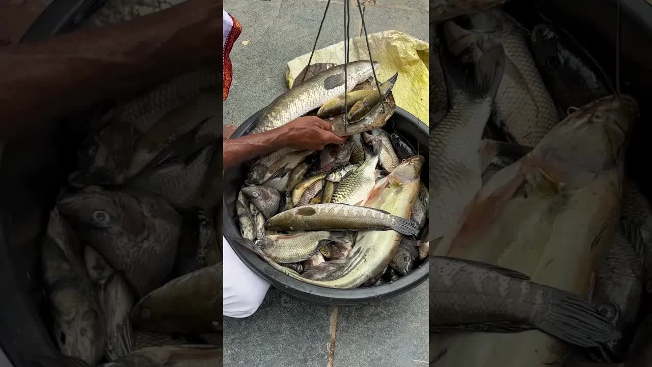 తాజా కొరమీన్లు చేపలు దొరికిన అనుభవం