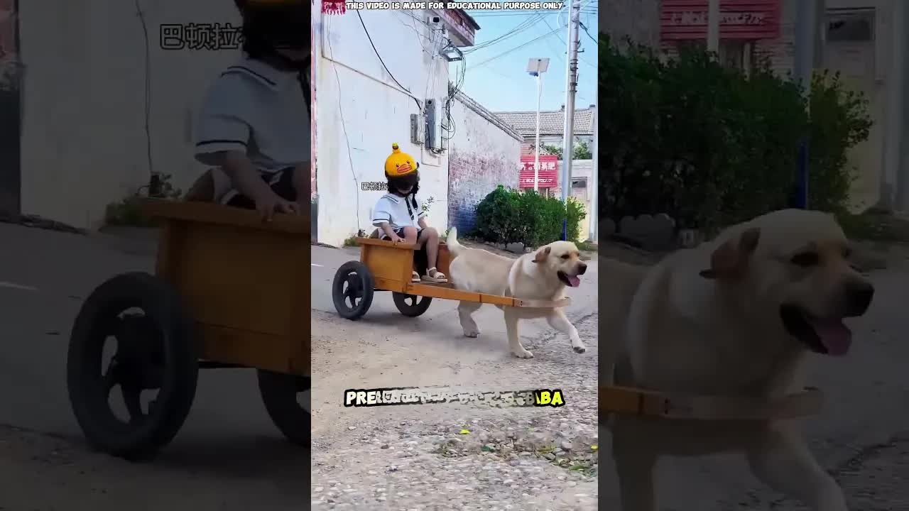 قصة كلب يحمي طفلة منذ ولادتها