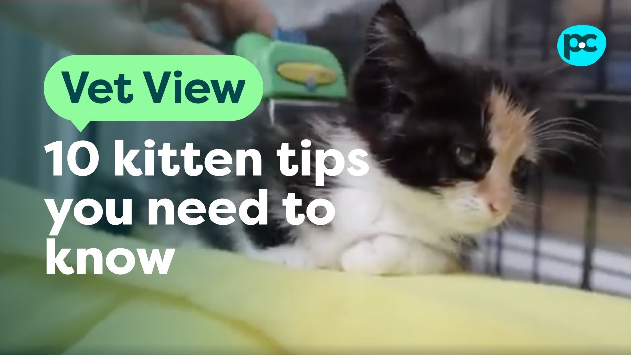 New Kitten Checklist: 10 Essential Tips